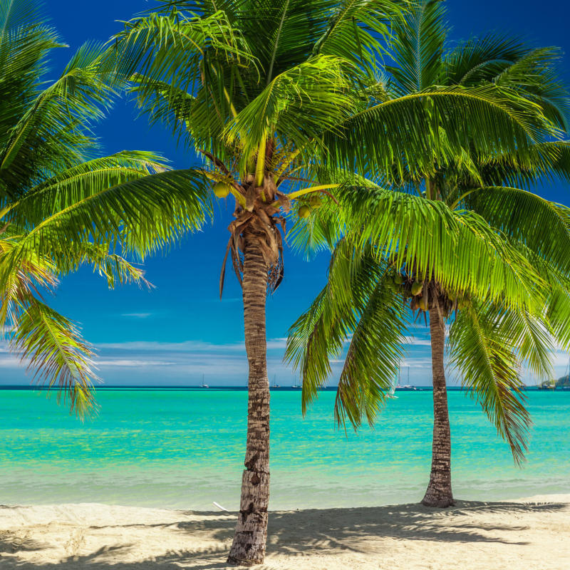 Three palm trees over blue lagoon in Fiji Islands